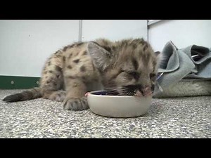 Chinook the cougar
