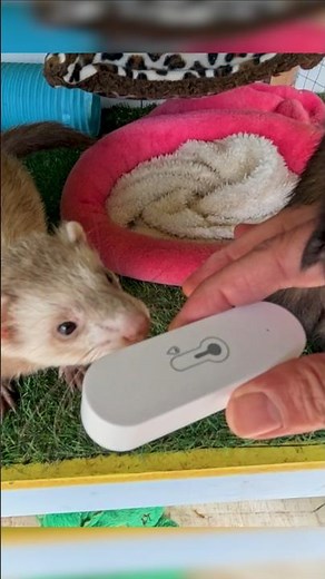 The £5 thing every ferret owner needs in a heatwave🌡️
