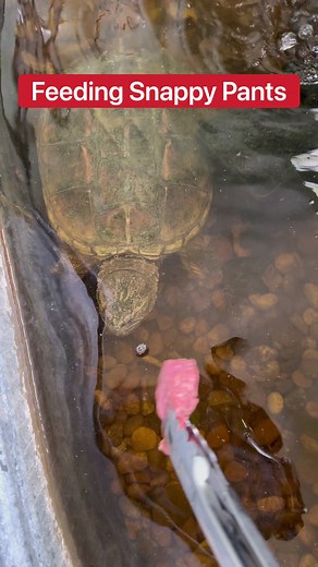 WARNING: Feisty Snapping Turtle Snaps Feeding Tongs!!! 😱 | Corbin Maxey