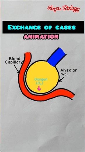 How Oxygen Enters Blood in Your Lungs 😱 | Alveoli Gas Exchange Animation #shorts