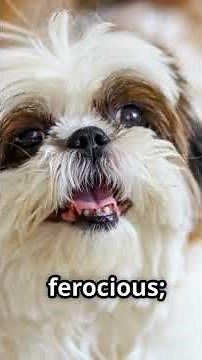Tiny Paws: Top 10 Smallest Dog Breeds! #SmallDogBreeds #TinyPaws | Part 6