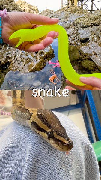 Learn at the Rock Pool | Animal Names for Kids: Tortoise Antelope Snake Bear Cat