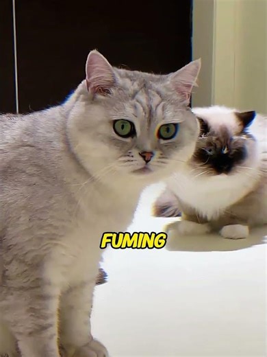 This prank really got the cat angry. #catprank #funny #hilarious