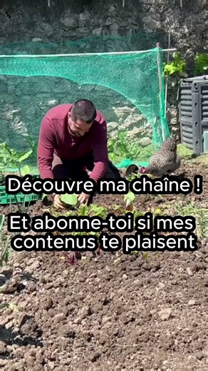 Welcome to my vegetable garden 🌱 Follow me in the garden all year round!