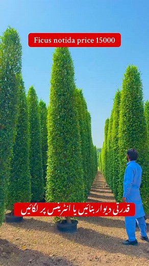Ficus nitida cones height 12feet price 15000, A large quantity of plants is available for sale. | Plants Paragon Pattoki