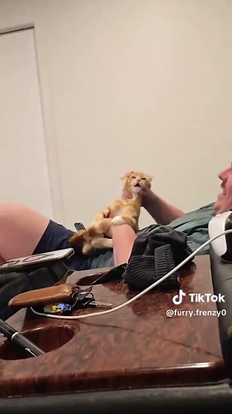 Orange cat behavior🤣 #cat #catsoftiktok #catlover #funny #fyp