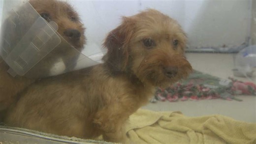 Donations needed for nearly 100 rescued animals after removal from deplorable Lancaster County home
