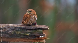 Cute ferruginous pygmy owl (Glaucidium brasilianum) standing on a tree branch with its prey. The smallest owl in the world in the autumn forest.