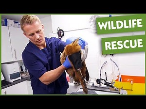 Heartbreaking Rescue For This Poor Fox Cub | Full Episode | Vet On The Hill