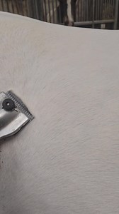 18K views · 113 reactions | Clipping season has landed! Cant remember the last time I did a hunter clip with saddle patch! #horsereel #oddlysatisfying #equestrianvibes #equestrian | Jillian Scott The Clipper Queen | Facebook