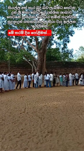 ශ්‍රී මහා බෝධියේ අමුතු පෝළිමක්😳😲💐🙏 මෙහෙම ගස් තියනවද?😲🙏A rare tree at Sri Maha Bodhi😲🙏#rare #buddha