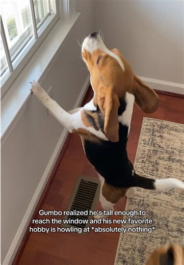 Gumbo the Beagle's Hilarious Howling at Nothing