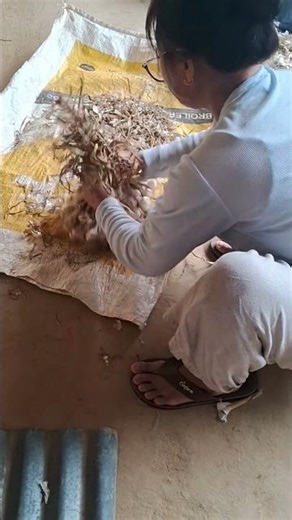 many garlic tie together