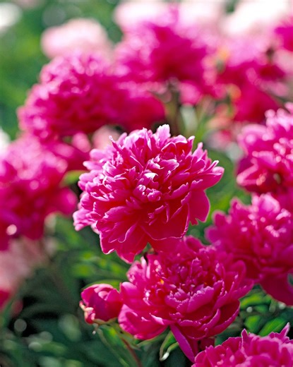 How and When to Transplant Peonies to Maximize Blooms
