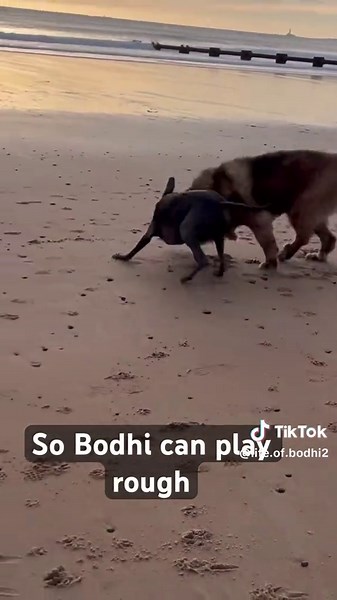 Big enough #leonberger #cutedog #blythbeach