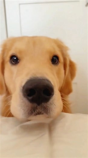 🐶💤How do dogs know not to disturb your sleep? 🛌❤️#animals #funny #lovestory #pets #puppy | ZooimeZoo