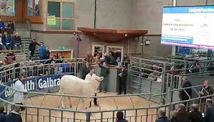Two heifers up for grabs and the first Thrunton Nefertiti makes 2,800gns | British Charolais Cattle Society