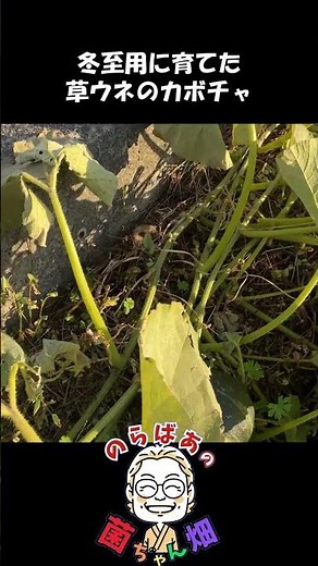 草ウネで冬至用のカボチャを育てていました！【菌ちゃん農法３年目】#shorts#菌ちゃん農法#家庭菜園#無肥料