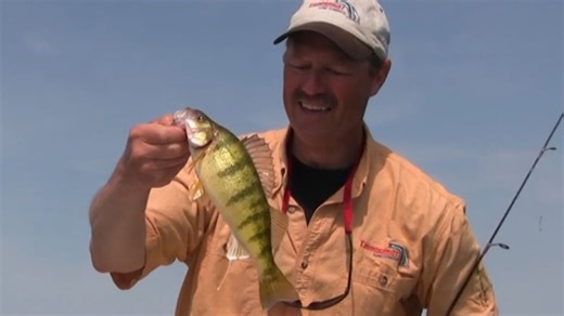 How to catch huge lake perch