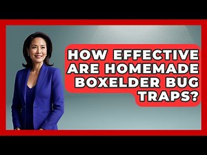 How Effective Are Homemade Boxelder Bug Traps? - Insects and Invaders