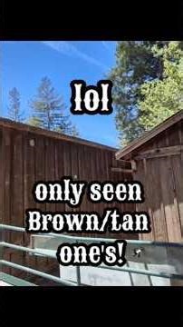 A Strange Railroad Tracks to a Barn! #travel #adventure #shorts #short #railroadtracks #strange