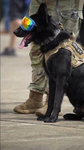 German shepherd puppies | Facts about German shepherd| German shepherd Training | Animal Facts