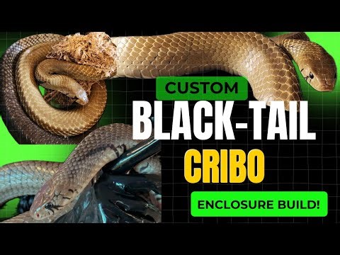 Giant Black Tail Cribo gets his DREAM ENCLOSURE!