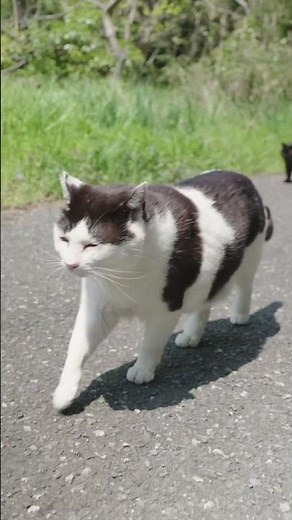 猫らはどこへゆく？／ 田代島の猫たち #cat #ネコ #ねこ #猫 #猫島 #野良猫＃ #猫のいる暮らし #猫好きさんと繋がりたい
