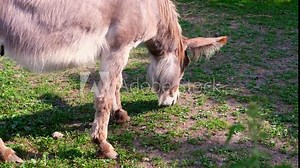 Donkey eats green juicy grass, shaking his head. Domestic animals in the pasture
