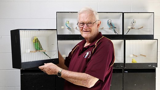 ‘State of Origin for budgie breeders’: Inside the national budgerigar titles in Cairns