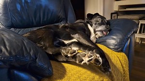 😴😴💤💤💤 | Elvis The Boxador