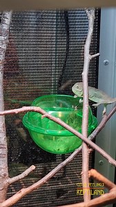 12K views · 159 reactions | Look at the little guy go! At only a few months old, this baby veiled chameleon is an eating champion. According to the keepers, he’s an endless pit. Grow big and strong baby chameleon! . . . #babychameleon #babylizard #veiledchameleon #zoo #CPReptiland | Clyde Peeling's Reptiland | Facebook