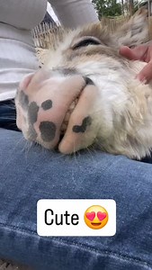 5.1K views · 5.3K reactions | 𢡊 This adorable donkey decided to lay down and relax right on his owner's leg — as if saying, "This is my favorite spot!"  Such a sweet moment that shows the trust and bond between them.  If this donkey could talk… what do you think he would say in this moment?  Drop your funniest answers in the comments! @donkey_familyy Credit : @minidonkeytown | Donkey family | Facebook