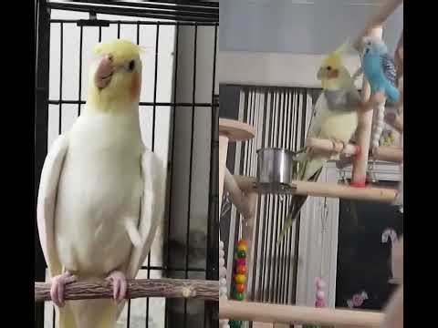 #cockatiel #parrot #birds #cute #singingtogether