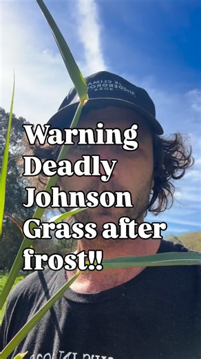 Sequatchie Cove Farm on Instagram: "Johnson Grass is an amazing summer forage but deadly after the first frost! Be prepared to act fast and be aware of when you get into the frost season!"