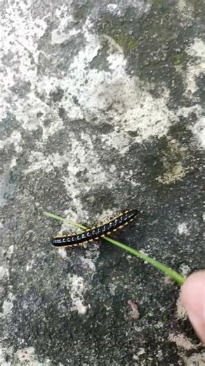 Crow caterpillars escape and are caught by friends 🙏#funny #shorts