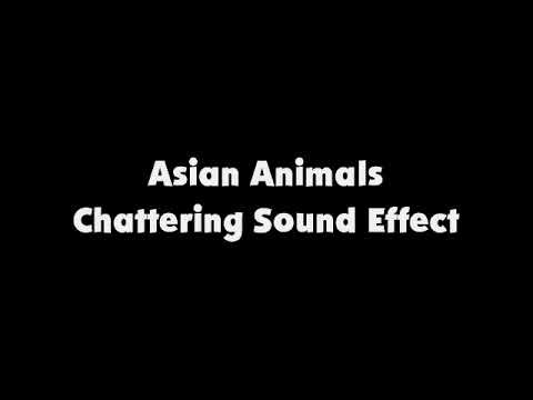 Asian Animals Chattering SFX