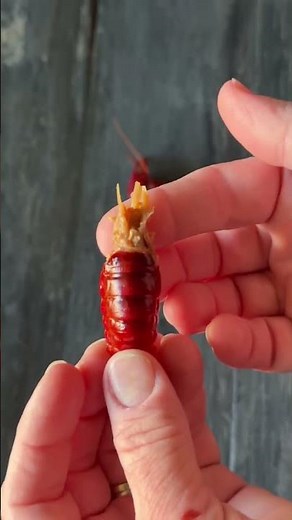 How to eat a crawfish