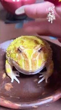 Let me introduce you to the sounds of 23 kinds of frogs. Which one is your favorite#The ma