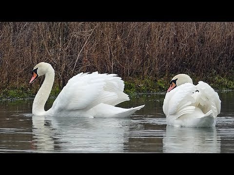Adult Swans Attack and Chase Cygnet Away