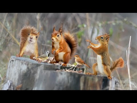 Endless CAT TV Entertain 🎥🐈 Chill Out This Spring With Squirrels & Birds🌸🦜 Relax Your Cat😼
