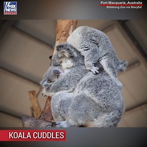 319K views · 11K reactions | Three needy koala joeys clung to one very patient mama koala for an adorable snuggle session at an Australian zoo. | Fox News | Facebook