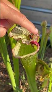 Carnivorous Pitcher Plants Up Close | Sarracenia Garden Tour at Coastal Expeditions