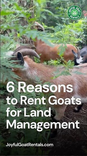 6 Reasons to RENT GOATS To Clear Land // GOATSCAPING // Land Control Management