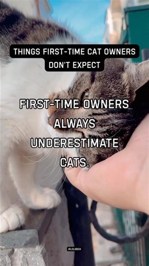 First-time owners always underestimate cats. They’re more intuitive than expected.