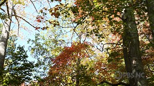 11K views · 189 reactions | Dr. Howard Neufeld, the "Fall Color Guy," takes us to Rough Ridge Trail in NC and discusses how changes in climate may affect when leaves change in the fall. Come with us and learn more about the effects of extreme weather events on foliage and the importance of collecting more data to understand the long-term implications. | PBS North Carolina | Facebook