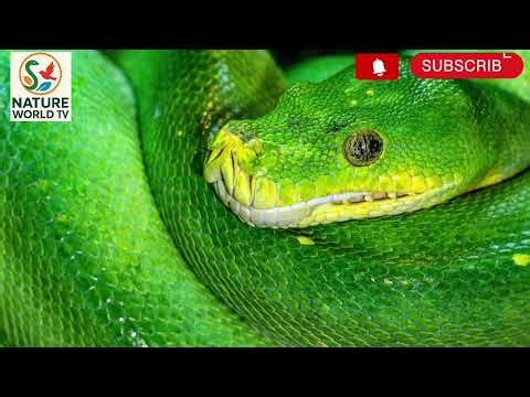 जंगल का रहस्यमयी अजगर 🐍 | Green Tree Python HD Video