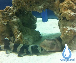 11 Facts About The Brown Banded Bamboo Shark - Aquapparel