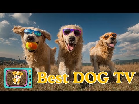 BEST DOG VIDEO : Interactive Puppy Playdate - Perfect Companion for Your Dog