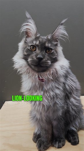 Mark on Instagram: "Be honest… this is a dangerous question 😬 Big red lion boy 🦁 or mysterious smoke tortie girl 🐾 You HAVE to pick one. Not all kittens from this litter are still available — details, updates, and our blog are at: www.dreamweaverpets.com 👇 BOY or GIRL? #mainecoon #catreels #catdebate #fluffycats #kittenlove dreamweaverpets"